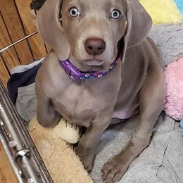 Weimaraner Puppies from Gray Matter Kennels