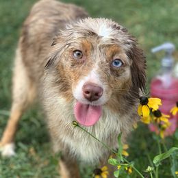 Lana - Toy Australian Shepherd