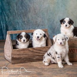 Australian Shepherd Puppies from Pilcher Farms