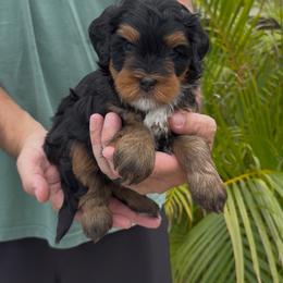 Ariel - Tri-color female Bernedoodle puppy in Daytona Beach, Florida from Salt-Life Doodles
