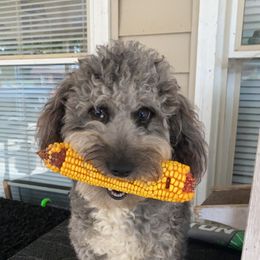 Aussiedoodle and Goldendoodle All Grown Up from Kce Ranch Doodles