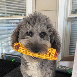 Aussiedoodle and Goldendoodle All Grown Up from Kce Ranch Doodles