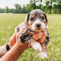 Bernedoodle and Golden Mountain Doodle Puppies from Tilley's Southern Doodles