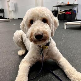 Goldendoodles from Freyja’s Doodles