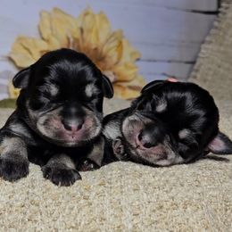 Miniature Schnauzer puppies from Halo Schnauzer
