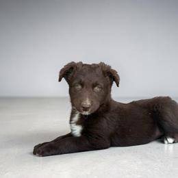 Dolce Green - Red tri-color female Australian Shepherd puppy in Statesville, North Carolina from Charming Australian Shepherds