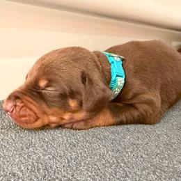 Teal Female - Red and rust female Doberman Pinscher puppy in Madison, Indiana from Jensen Dobermans and Dachshunds