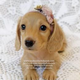 Chai - Cream female Dachshund puppy in Cape Coral, Florida from Dear Dachshunds