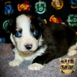 Tin man - Blue merle male Australian Shepherd puppy in El Dorado Springs, Missouri from HP Aussie Kennels