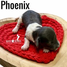 Phoenix - Gray (blue) and tan male Dachshund puppy in Kemp, Texas from Koli Acres