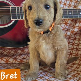Bret - Apricot male Goldendoodle puppy in Seymour, Tennessee from Lollie's Doodles