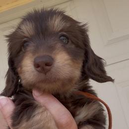 Pepper's Fluffy Chocolate 'n Tan 3995 - Chocolate and tan female Dachshund puppy in Ocala, Florida from Island Farms Mimi’s Dachshunds Florida