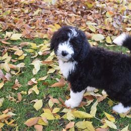 Roger - Black and white Bernedoodle puppy in Fargo, North Dakota from Belly Rubs