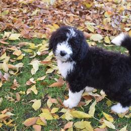 Roger - Black and white Bernedoodle puppy in Fargo, North Dakota from Belly Rubs