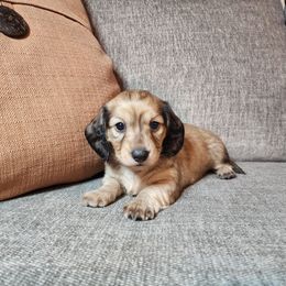 Dixie - Cream female Dachshund puppy in Lindsay, California from Lewis Creek Dachshunds