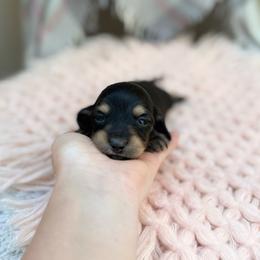 Raven - Black and cream female Dachshund puppy in Decatur, Mississippi from KP Dachshunds