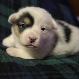 Riley - White and black male Pembroke Welsh Corgi puppy in Washington, Arkansas from Foxy Knoll Farm