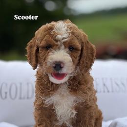 Scooter - Red  male Goldendoodle puppy in Estesburg, Kentucky from Wet Goldendoodle Kisses