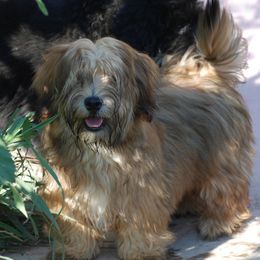 Chia - Havanese