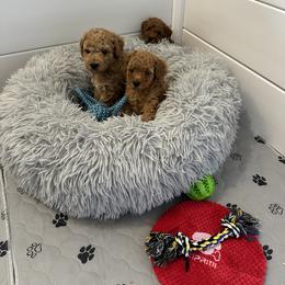 Poodle Puppies from Bruno & Co. Puppies