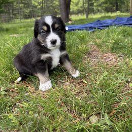 Miniature Australian Shepherd Puppies from Wishing Tree Minis