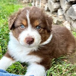 Australian Shepherd Puppies from Gold Hill Aussies