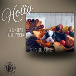 Holly - Black and tan female Pembroke Welsh Corgi puppy in Mannington, West Virginia from Sunshine Corgies