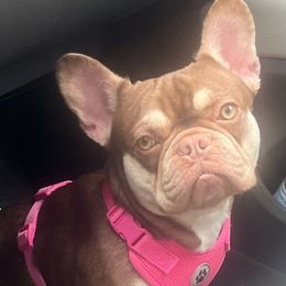 Diore - French Bulldog