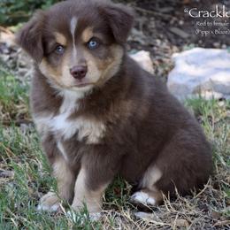 Crackle - Red tri female Miniature Australian Shepherd puppy in Evant, Texas from Lazy VT Bar Ranch