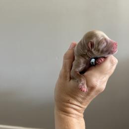 Joy - Apricot female Goldendoodle puppy in Bradenton, Florida from Doodle Acres