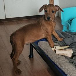 Turtle- Red M-natural tail and Ears - Red male German Pinscher puppy in Chatham, Virginia from WMHK9/Roolyn German Pinschers