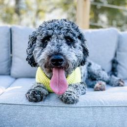 Goldendoodles from BossLady Kennel Club