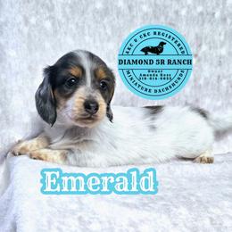 EMERALD - Dapple male Dachshund puppy in Columbia, Louisiana from Diamond 5R Ranch AKC & CKC Miniature Dachshunds