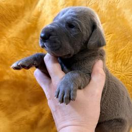 Darius - Blue male Great Dane puppy in Jerusalem, Arkansas from Mara Danes