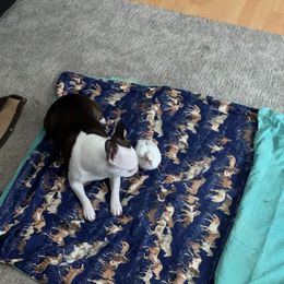 Boston Terrier All Grown Up from Borealis Family Bostons