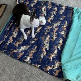 Boston Terrier All Grown Up from Borealis Family Bostons