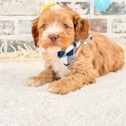 Rusty - Red male Australian Labradoodle puppy in Taylor, Michigan from Mi Best Doodle Ever, LLC