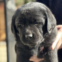 Labrador Retriever Puppies from Ski2Sky Labrador’s