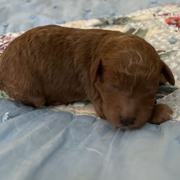 Goldendoodle Puppies from Miss Cindy’s Doodles