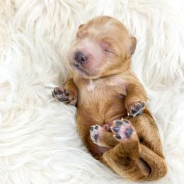 Nani - Red  female Goldendoodle puppy in Davison, Michigan from Dreaming Doodles
