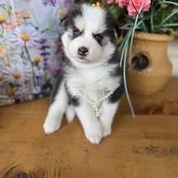 Pomsky and Siberian Husky Puppies from Hemlock Pines Pomsky
