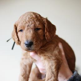 Onyx - Black collar - Red  male Goldendoodle puppy in Puyallup, Washington from Dawnie’s Doodles