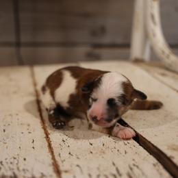 Mia - Merle female Whoodle puppy in West Bend, Iowa from Blue Skies Terriers