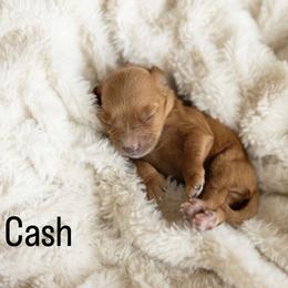 Cash - Red male Cavapoo puppy in Austin, Texas from Doodles of Central Texas