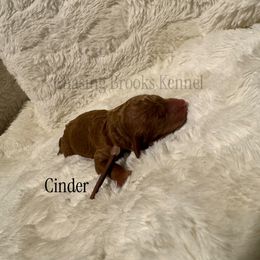 Cinder - Red  female Poodle puppy in Troy, Alabama from Redmond Rose Kennel