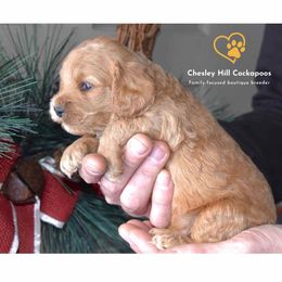 Cockapoo Puppies from Chesley Hill Cockapoos