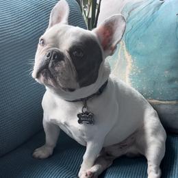 Wrigley - French Bulldog