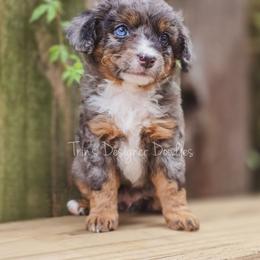 Uh-Oh - Blue merle male Aussiedoodle puppy in Centreville, Mississippi from Trin's Designer Doodles