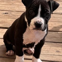 Turquoise blue collar - Black male American Staffordshire Terrier puppy in Cloverdale, Indiana from Woodshire American Staffordshire Terrier’s