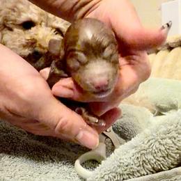 First born boy - Red  male Poodle puppy in Parker, Colorado from Chamberland Poodles